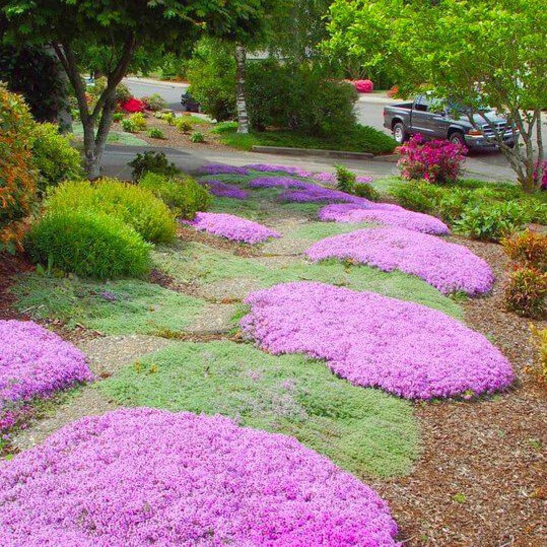 Mother Creeping Thyme Ornamental Groundcover thymus Serpyllum Seeds Etsy