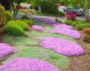 Mother Creeping Thyme Ornamental Groundcover (Thymus Serpyllum) Seeds