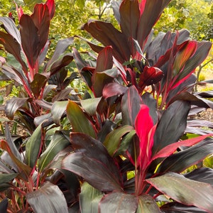 Xerox Cordyline Ti Graines de Plantes