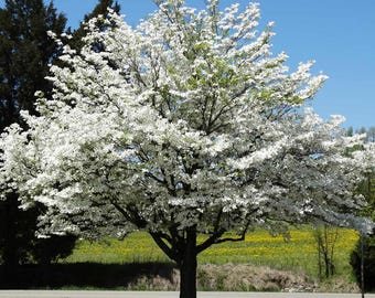 Juanita White Flowering Dogwood Tree (Cornus Florida 'Juanita') Seeds