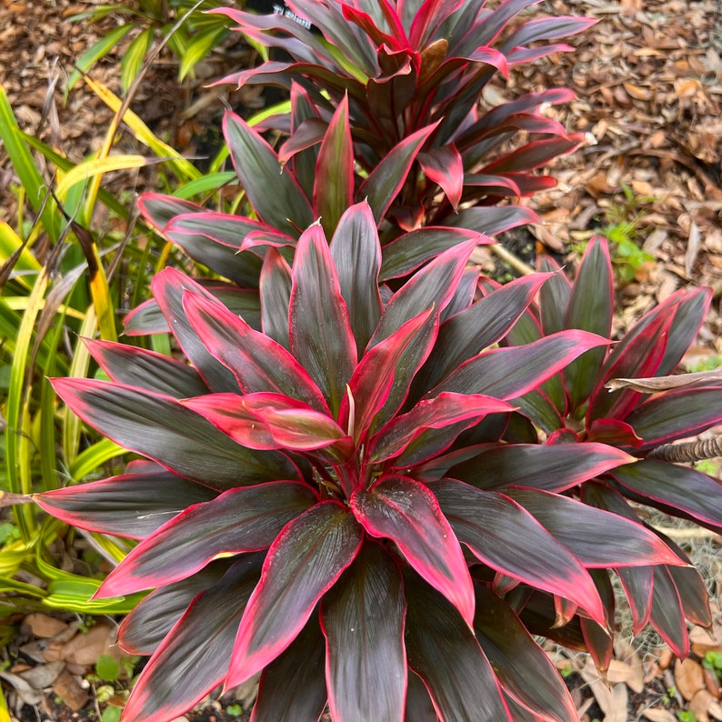 Red Hawaiian Compacta Cordyline Ti Plant Seeds NEW FOR 2024 image 4