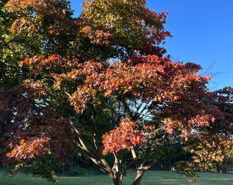 Tsukushigata Japanese Maple Tree (Acer Palmatum 'Tsukushigata') Seeds - NEW FOR 2024