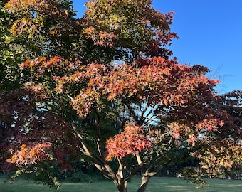 May include: A Japanese maple tree with red and green leaves in the fall. The tree is in a grassy field with a blue sky in the background.