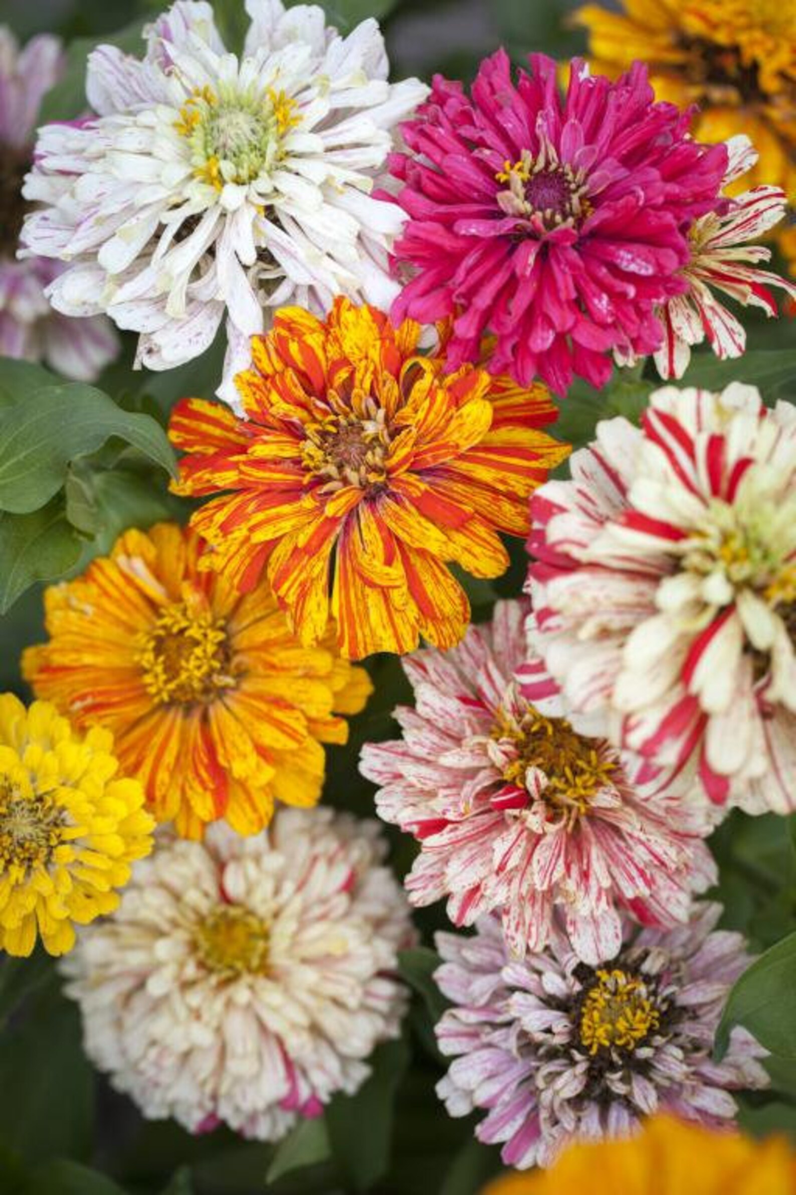 Candy Cane Zinnia Flower zinnia Elegans Seeds Etsy