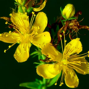 Organic St. John&#39;s Wort Plant (Hypericum Perforatum) Seeds