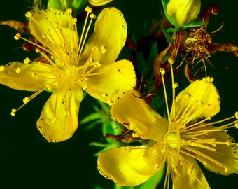 Organic St. John's Wort Plant (Hypericum Perforatum) Seeds