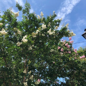 May include: A view of a tree with white and pink flowers against a blue sky with white clouds. A black street lamp is visible on the right side of the image.