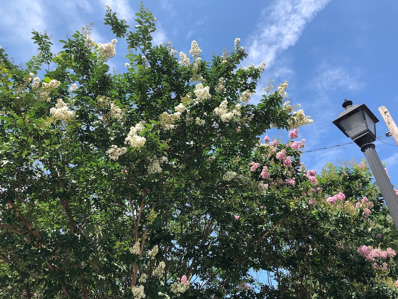 May include: A view of a tree with white and pink flowers against a blue sky with white clouds. A black street lamp is visible on the right side of the image.