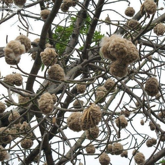Ceiba pentandra - Kapok tree - 10 seeds - Onszaden