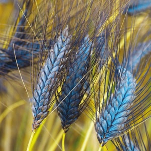 Blauweizengras (Triticum Dicoccum) Samen