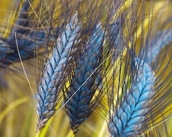 Puede incluir: Primer plano de espigas de trigo azules con puntas negras, sobre un fondo amarillo.