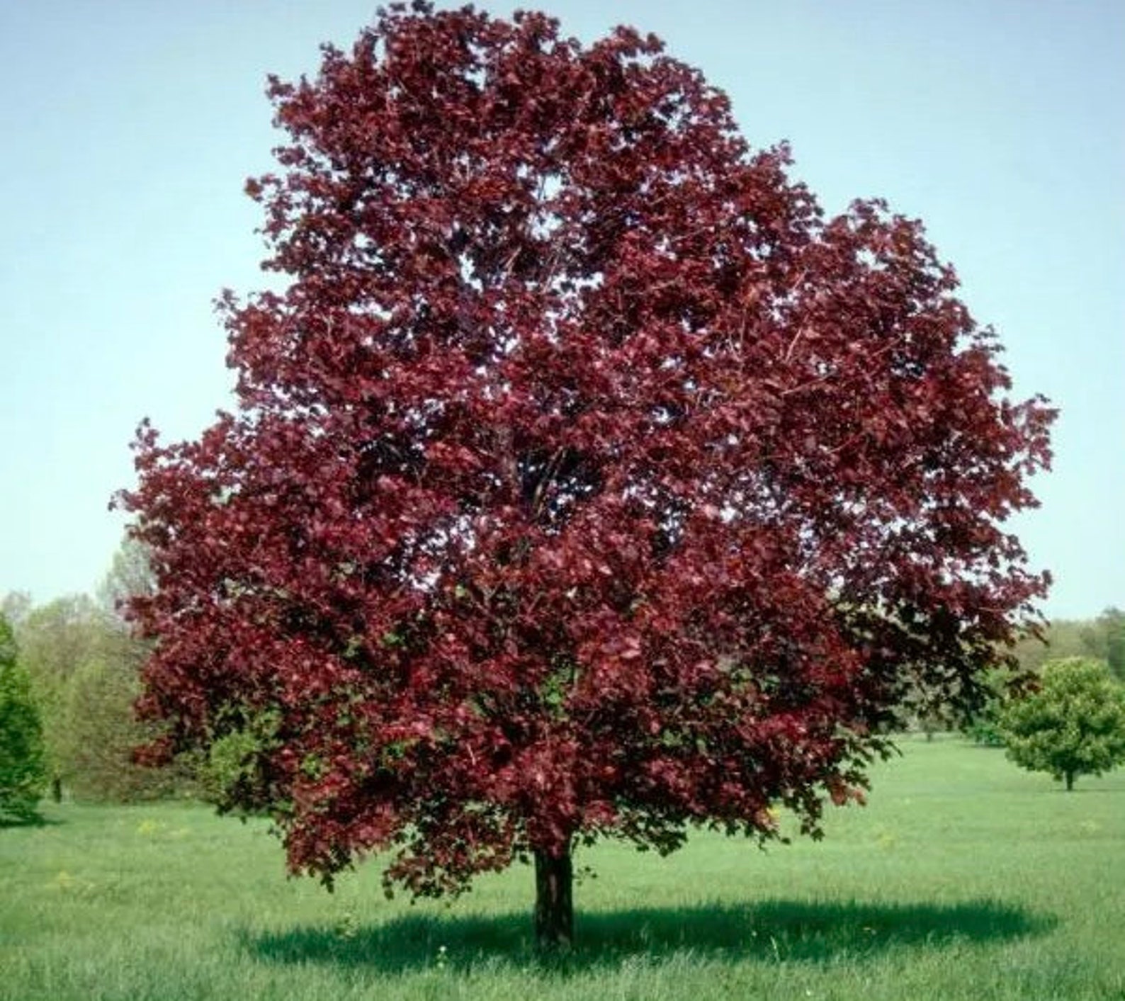 Crimson King Maple Tree Seeds Etsy crimson-king-maple-tree-seeds-etsy