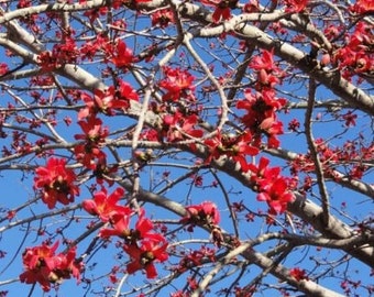 Semillas de árbol de algodón de seda roja Kapok (Bombax Ceiba)