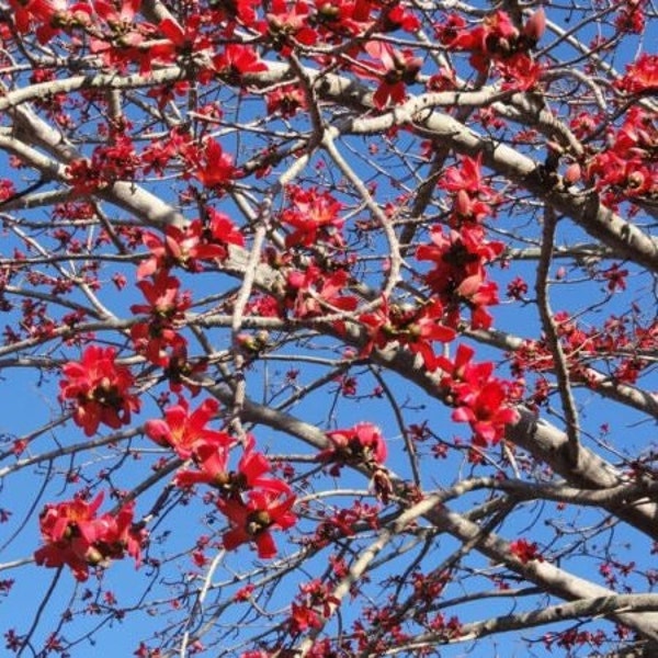 Kapok Red Silk Cotton Tree (Bombax Ceiba) Seeds