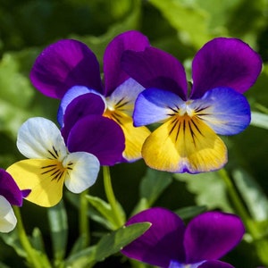 Johnny-Jump-Up Flower Viola Tricolor Seeds image 1