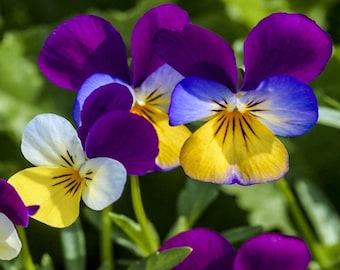 Sementes de violeta-tricolor (Viola tricolor)