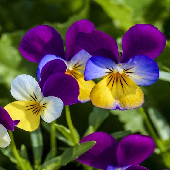 Johnnyjumpup Flower viola Tricolor Seeds Etsy