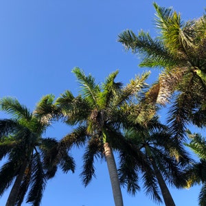 Royal Palm Tree (Roystonea Regia) Seeds