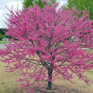 Puede incluir: Un árbol de flores rosas con ramas y flores delicadas. El árbol está en plena floración, con las flores cubriendo todo el árbol. El árbol está en una zona herbosa con un cielo nublado en el fondo.
