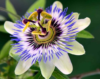 ブルークラウンパッションフラワー（Passiflora Caerulea）の種子