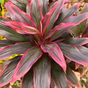 Red Hawaiian Compacta Cordyline Ti Plant Seeds NEW FOR 2024 image 1