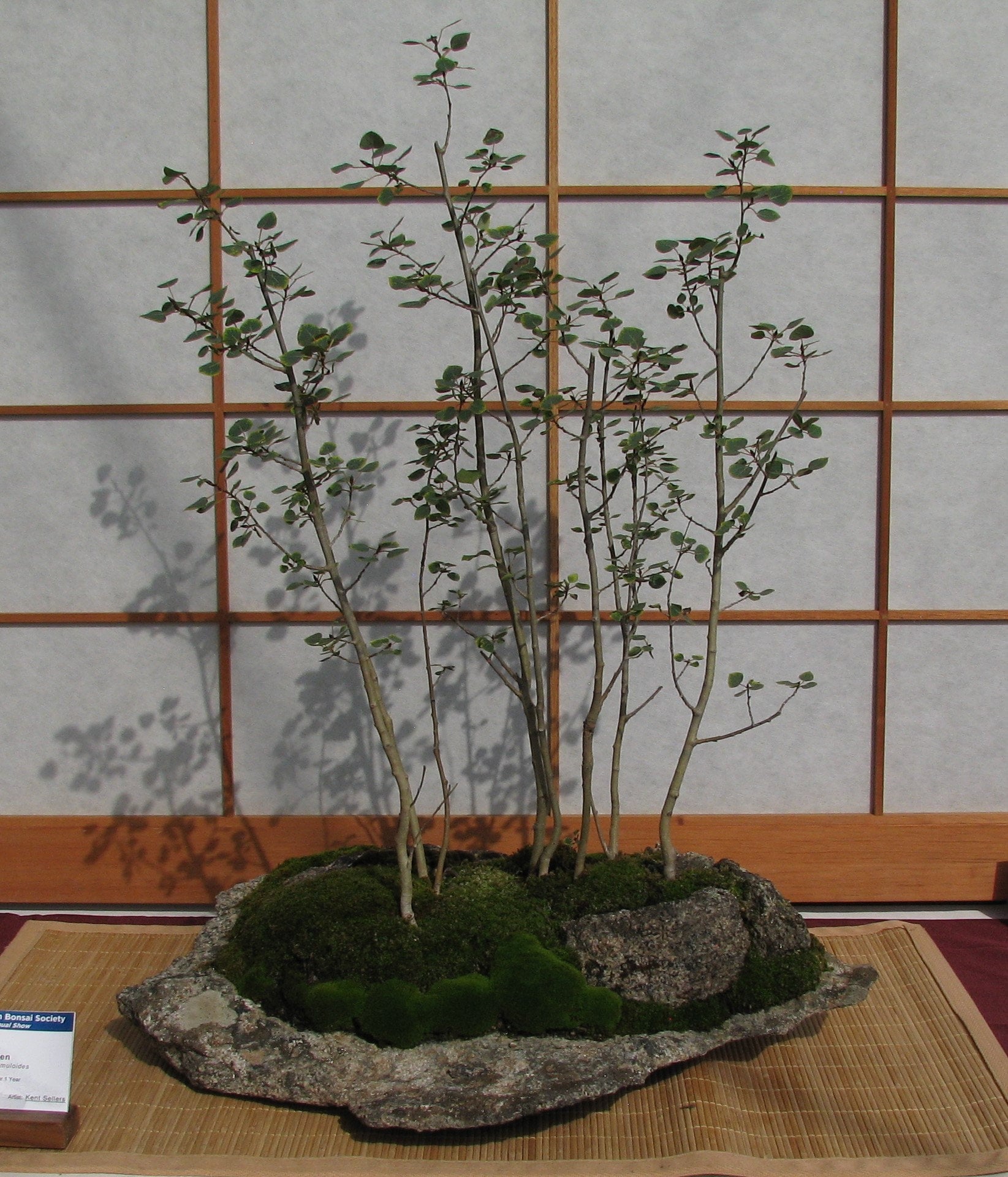 Golden Quaking Aspen Tree populus Tremuloides Seeds Etsy