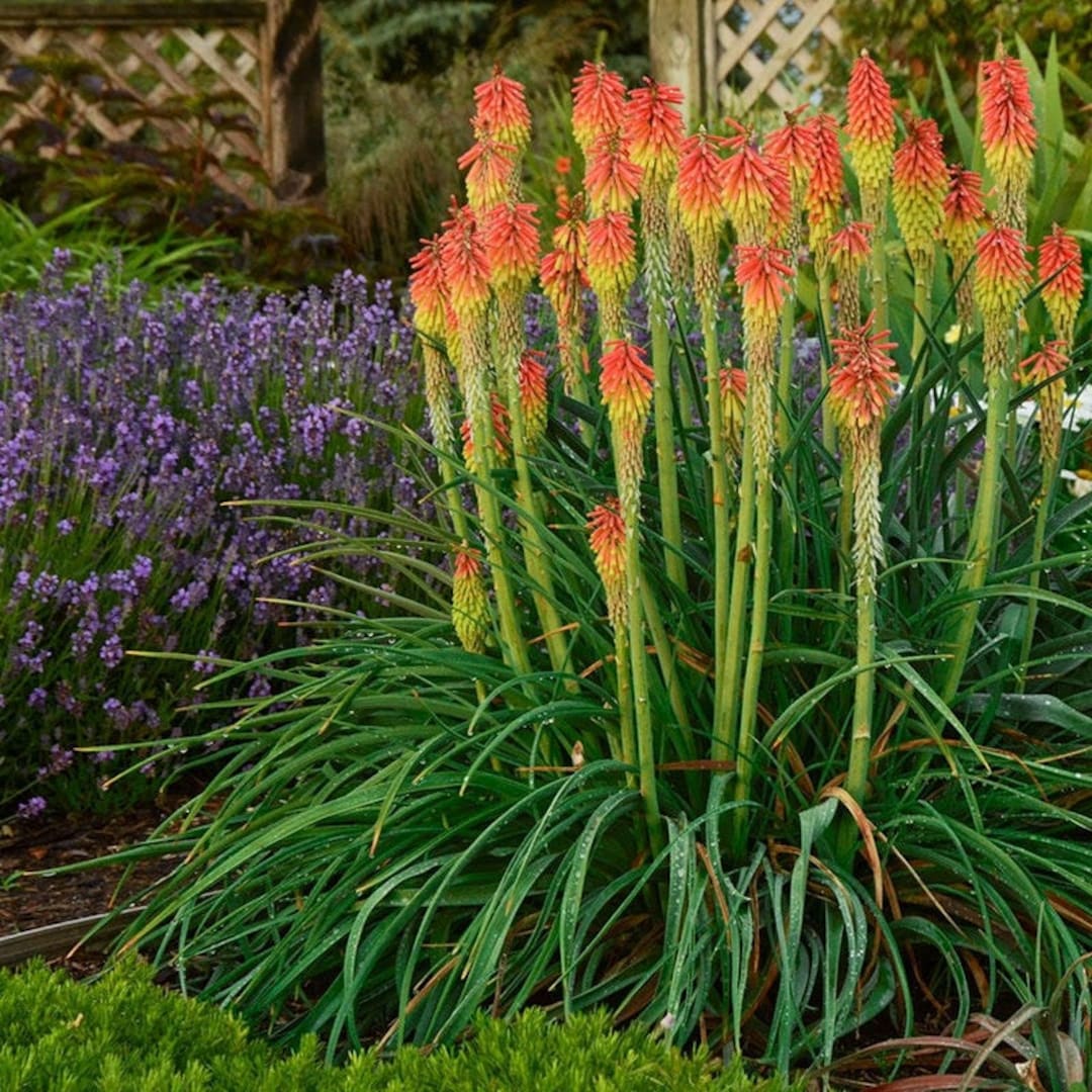 レッドホットポーカー観賞用草（Kniphofia Uvaria）の種子 - Etsy 日本