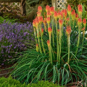 Red Hot Poker Ornamental Grass (Kniphofia Uvaria) Seeds