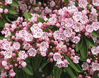 Mountain Laurel Plant (Kalmia Latifolia) Seeds