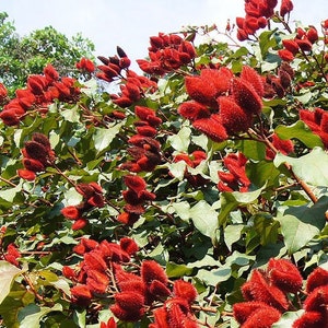 Achiote Lipstick Tree Bixa Orellana Seeds image 1