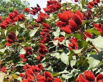 Graines de rouge à lèvres roucou (Bixa orellana)