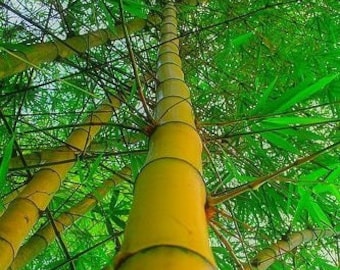 Semillas de plantas de bambú de limón asiático