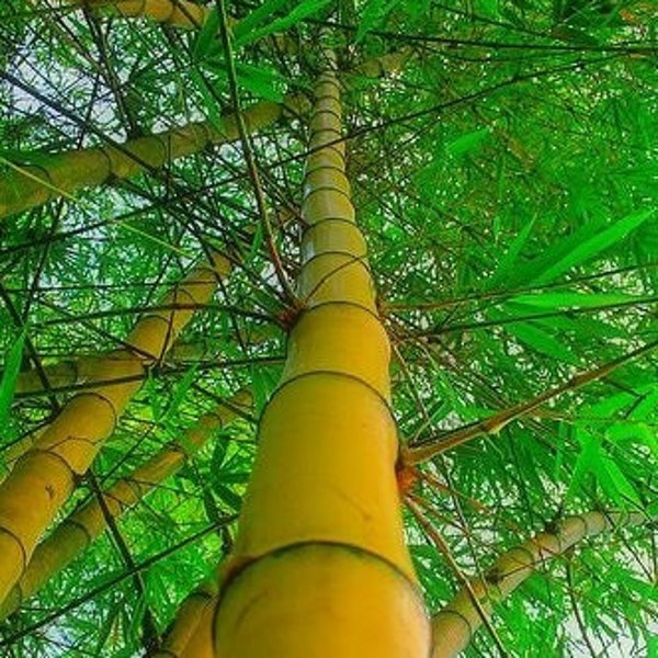 Asian Lemon Bamboo Plant Seeds
