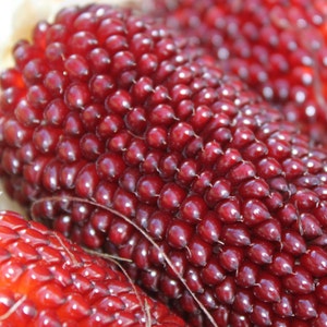 Organic Strawberry Corn Plant Zea Mays 'Strawberry' Seeds image 3