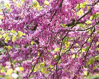 Chain-Flowered Redbud Tree (Cercis Racemosa) Seeds