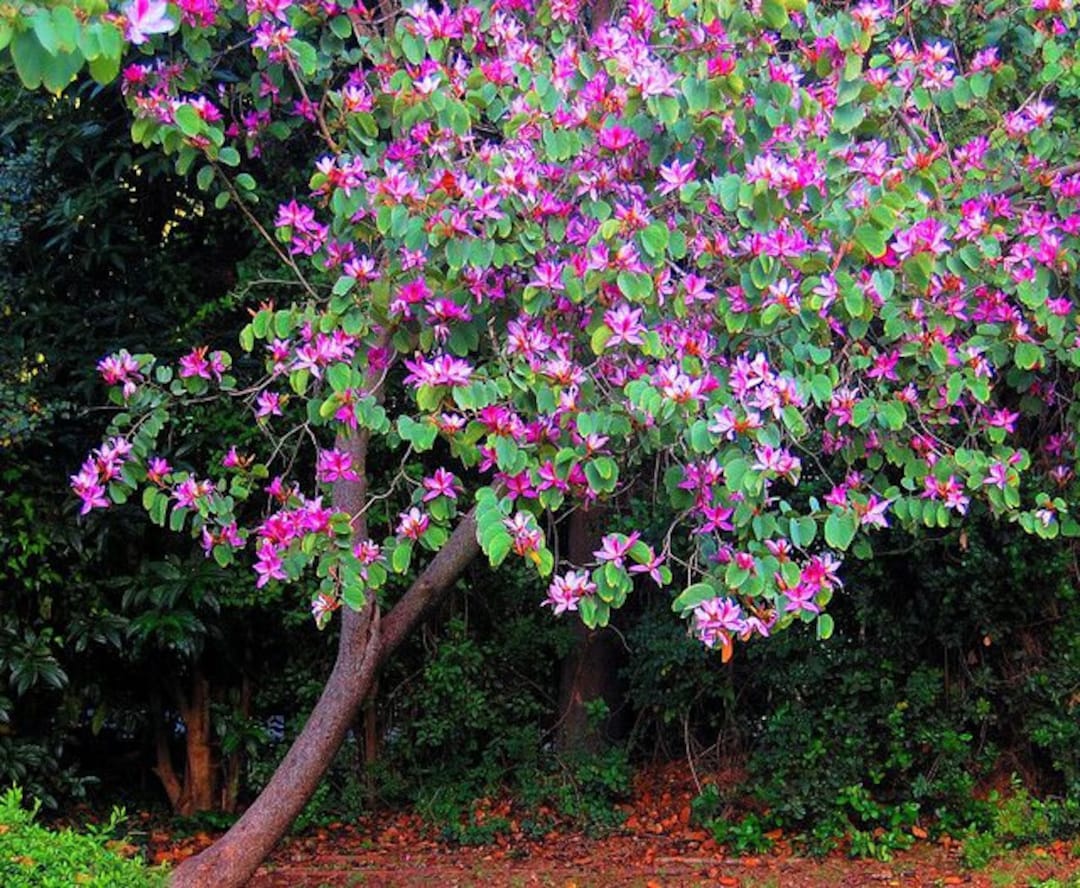 Orchid tree on sale