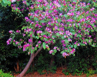 May include: A tree with a thick trunk and branches covered in vibrant pink flowers. The tree is in full bloom, with the flowers covering the entire tree. The background is a lush green forest.