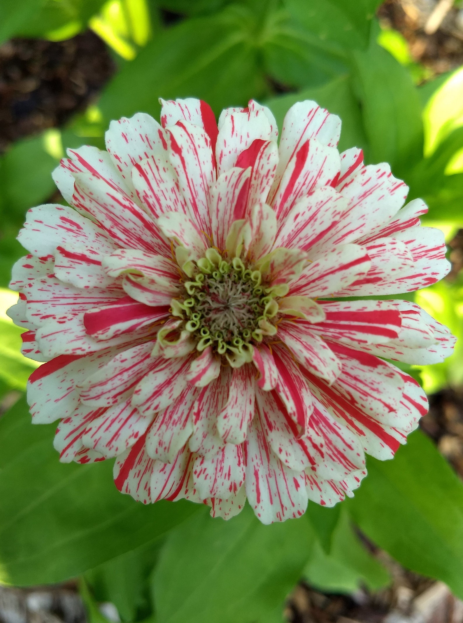Candy Cane Zinnia Flower zinnia Elegans Seeds Etsy
