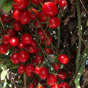 Organic Cherry Tomato Plant (Solanum Lycopersicum) Seeds