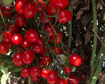 Organic Cherry Tomato Plant (Solanum Lycopersicum) Seeds