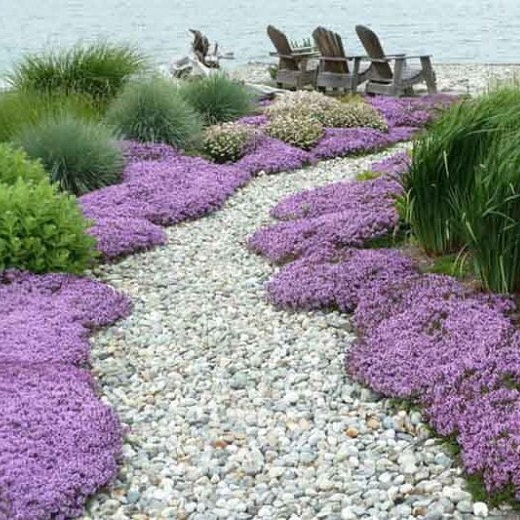 Tuin de Bruijn® zaden - Zeepkruid Rose - meerjarige bodembedekker