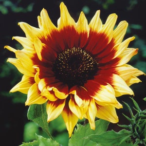 Magic Roundabout Sunflower Plant (Helianthus Annuus) Seeds