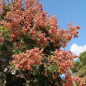 Chinese Flame Tree (Koelreuteria Bipinnata) Seeds - NEW FOR FALL 2024