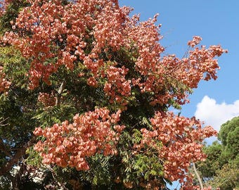 Chinese Flame Tree (Koelreuteria Bipinnata) Seeds