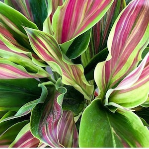 Sherbert Cordyline Ti Plant Seeds