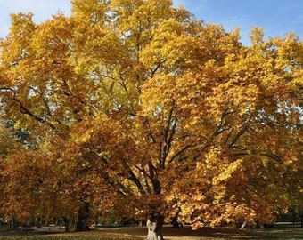 American Sycamore Tree (Platanus Occidentalis) Seeds