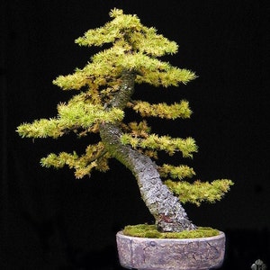 Japanese Larch Tree Larix Kaempferi Seeds image 4