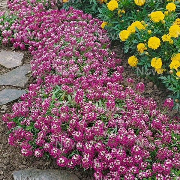 Alyssum "Royal Carpet" Siergrondbedekker (Lobularia Maritima) Zaden