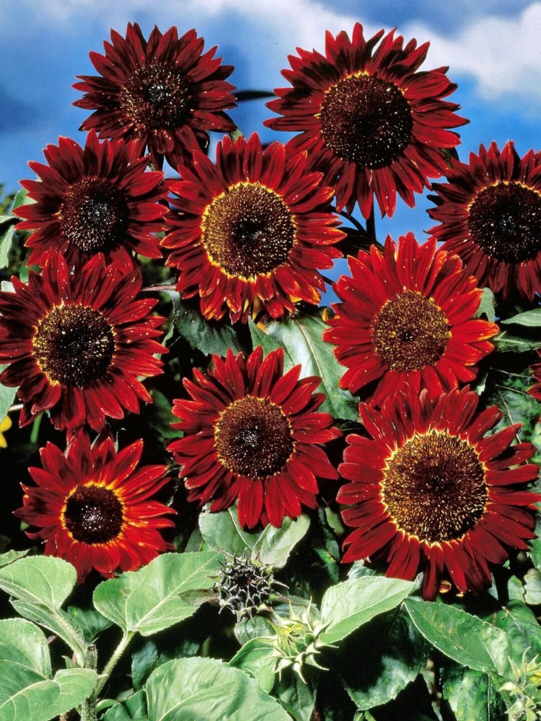 Sunflower Rising Sun Rising Red Sun Sunflower Plant (helianthus Annuus) Seeds - Etsy