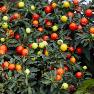 Jerusalem Cherry Plant Solanum Pseudocapsicum Seeds image 2